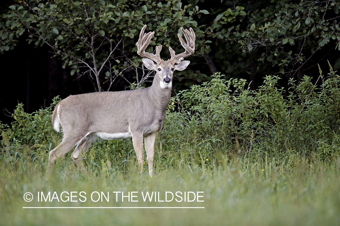 White-tailed buck in habitat.