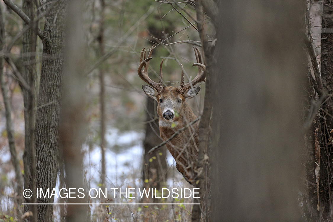 White-tailed buck in habitat.