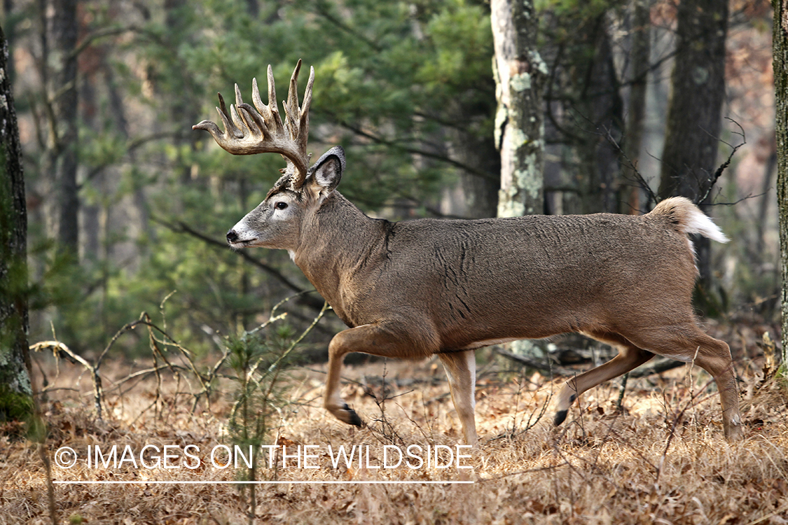 White-tailed buck in habitat. 