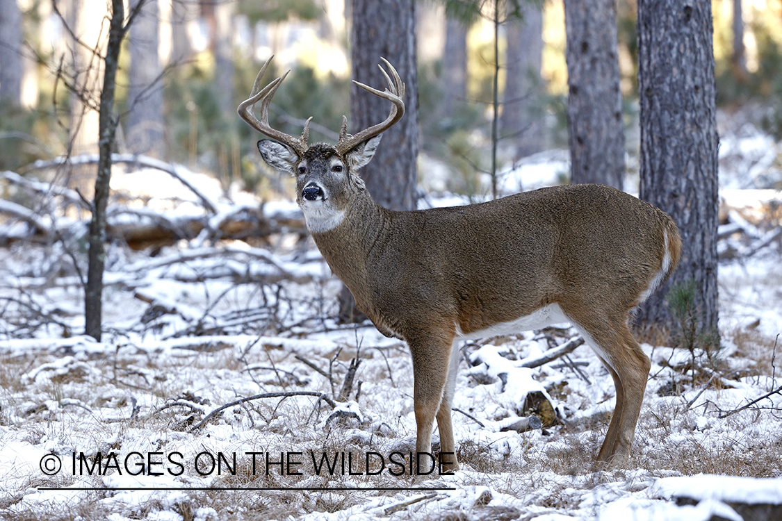 White-tailed buck in winter habitat.