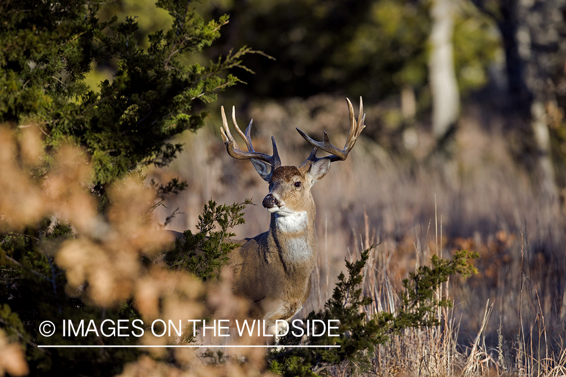 White-tailed buck in habitat.