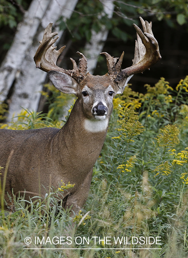 White-tailed Buck in Velvet.