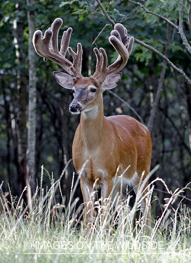 White-tailed buck in Velvet.