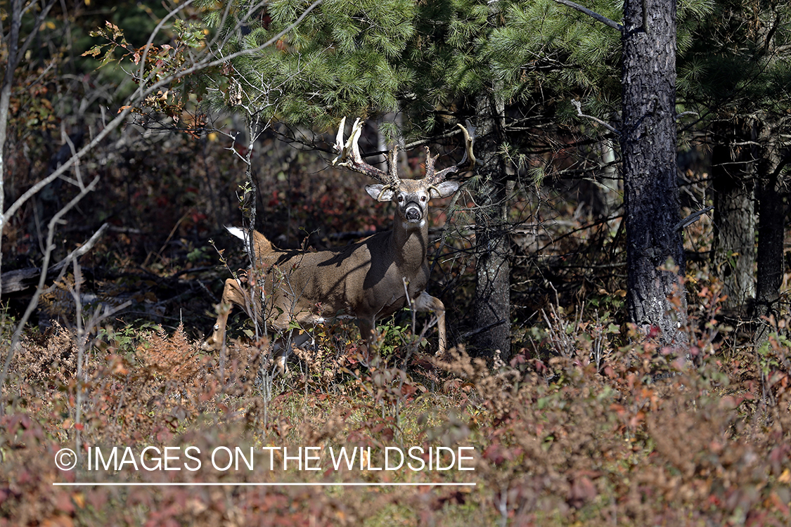 White-tailed buck in woods.