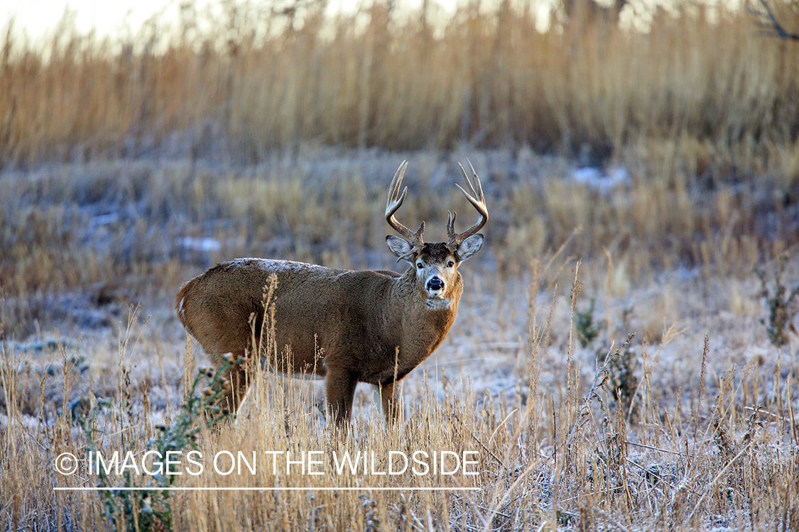 White-tailed buck in field.