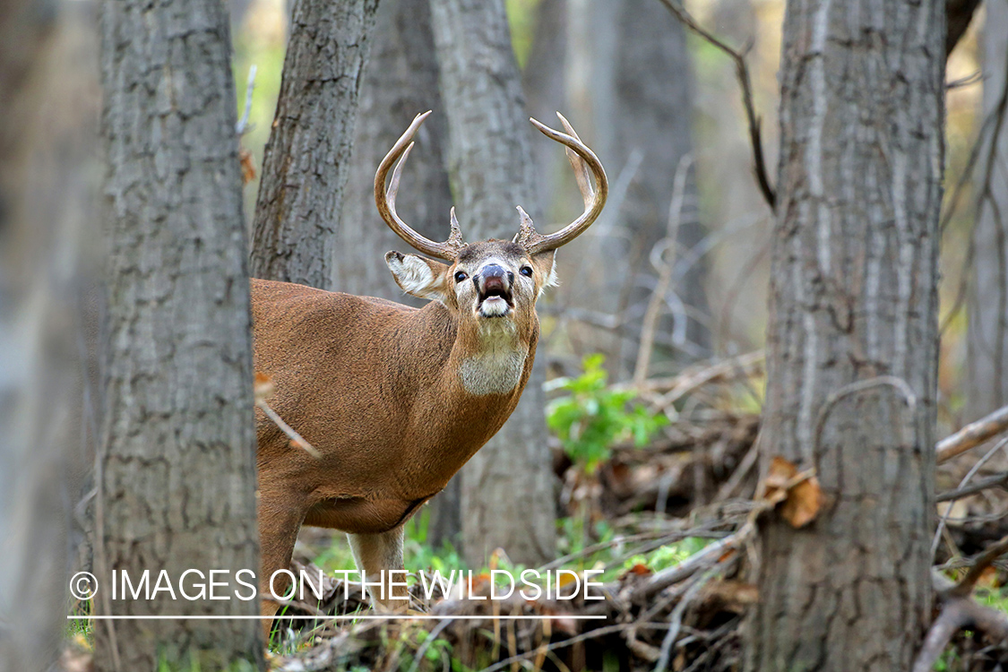 White-tailed buck doing lip curl.