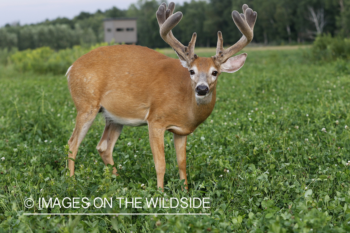 White-tailed deer in velvet.