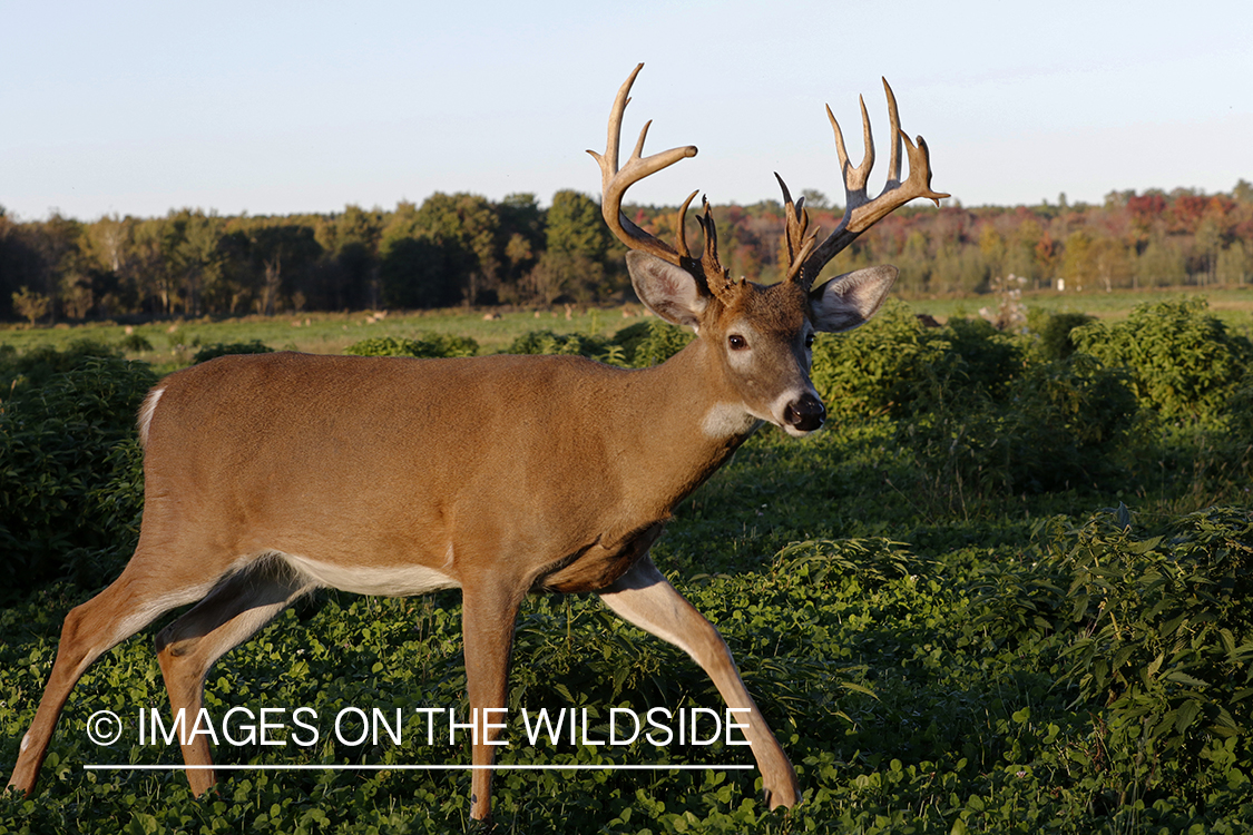 White-tailed buck in food plot.