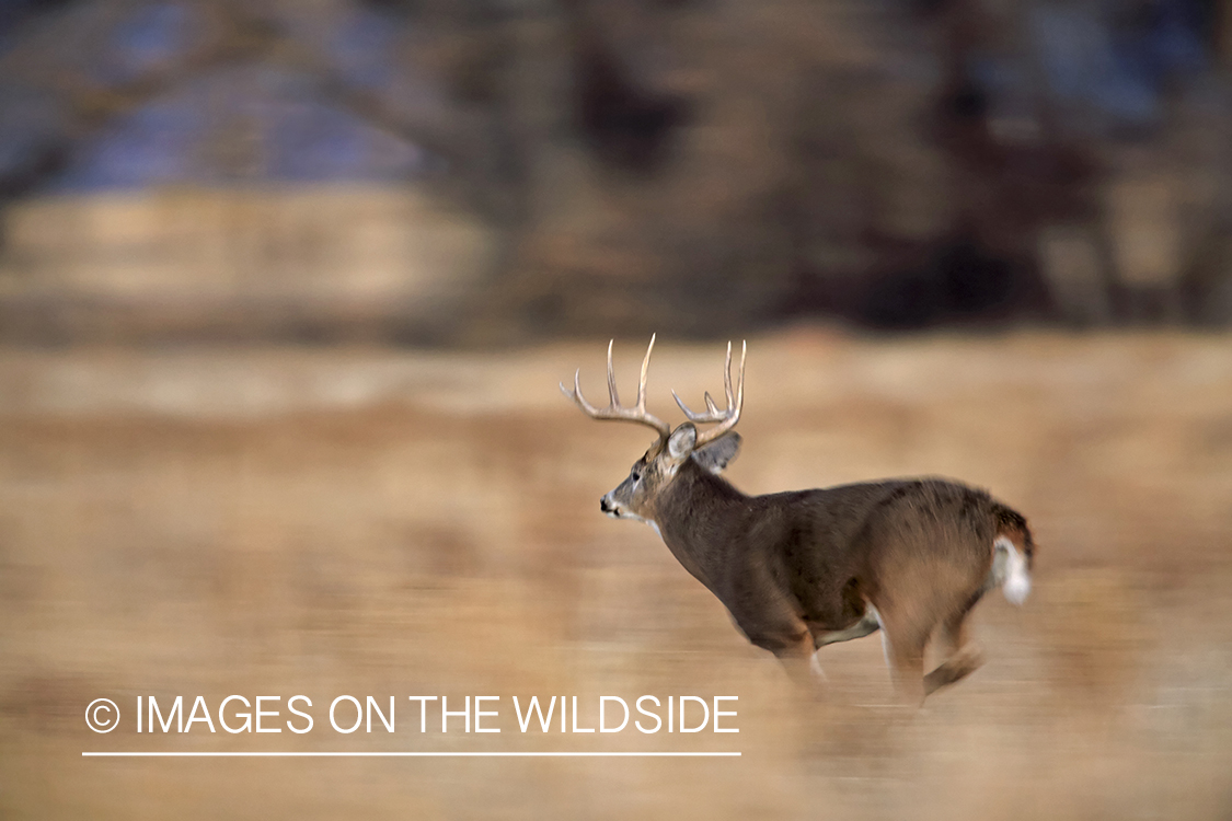 White-tailed buck running in field.