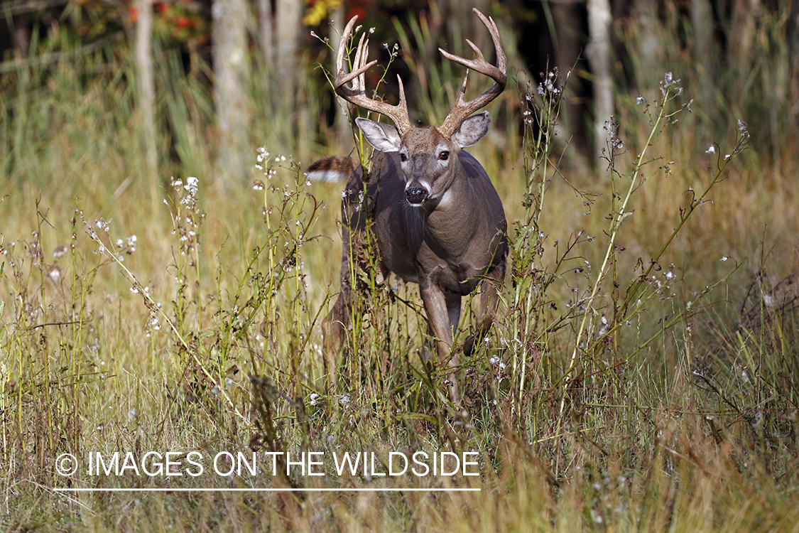 White-tailed buck in field.