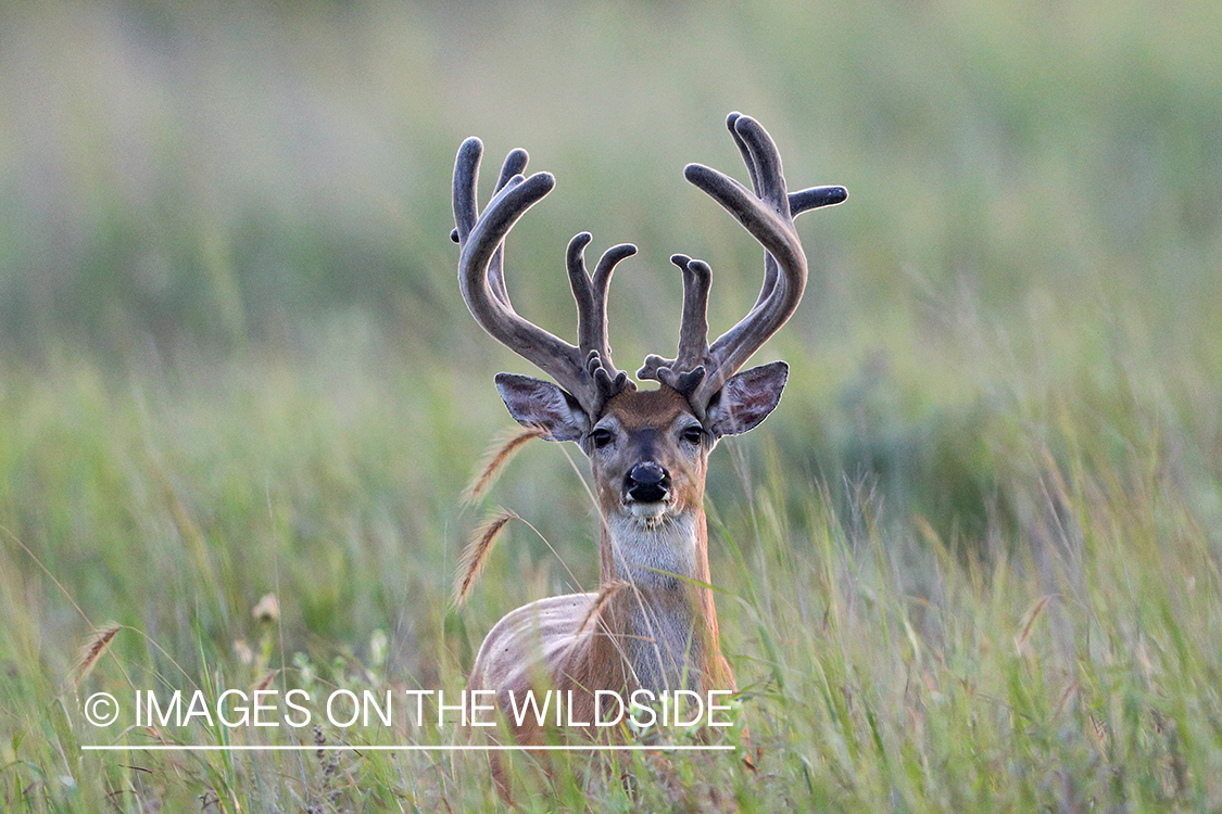 White-tailed buck in velvet.