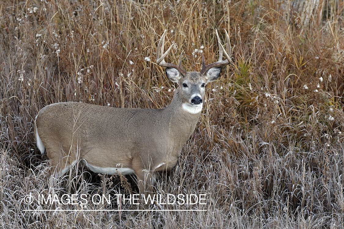 White-tailed buck in the rut.