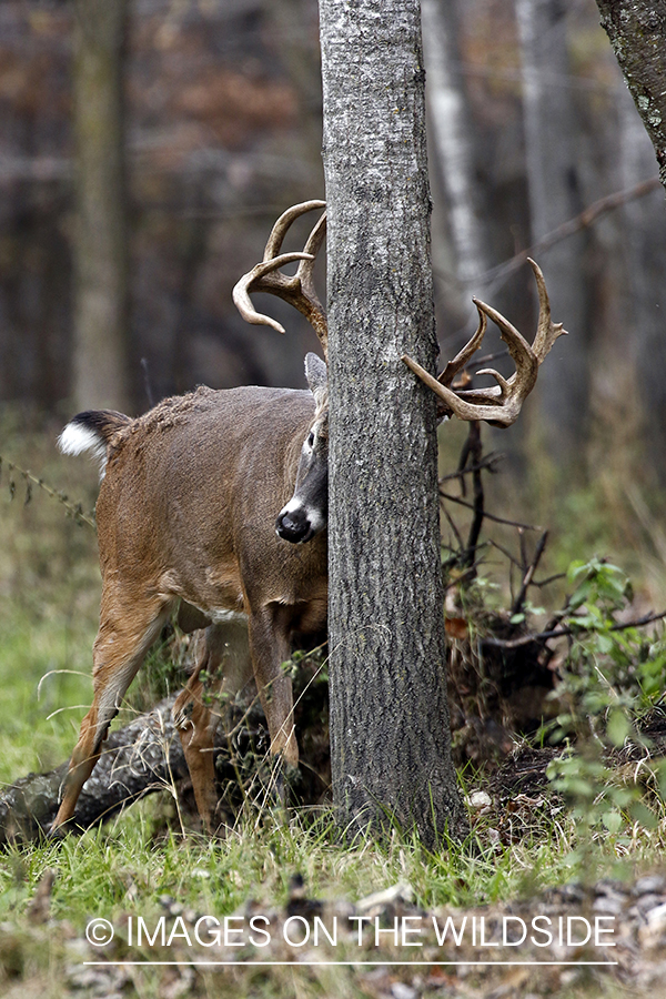 White-tailed buck rubbing on tree.