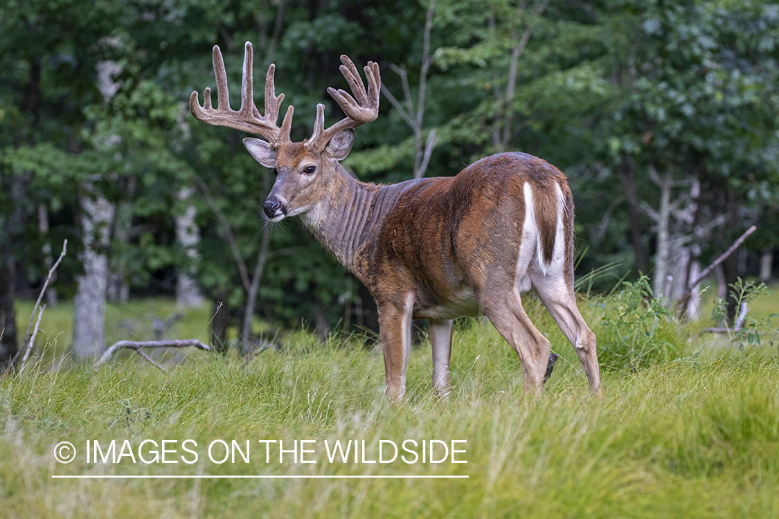 White-tailed buck in Velvet.