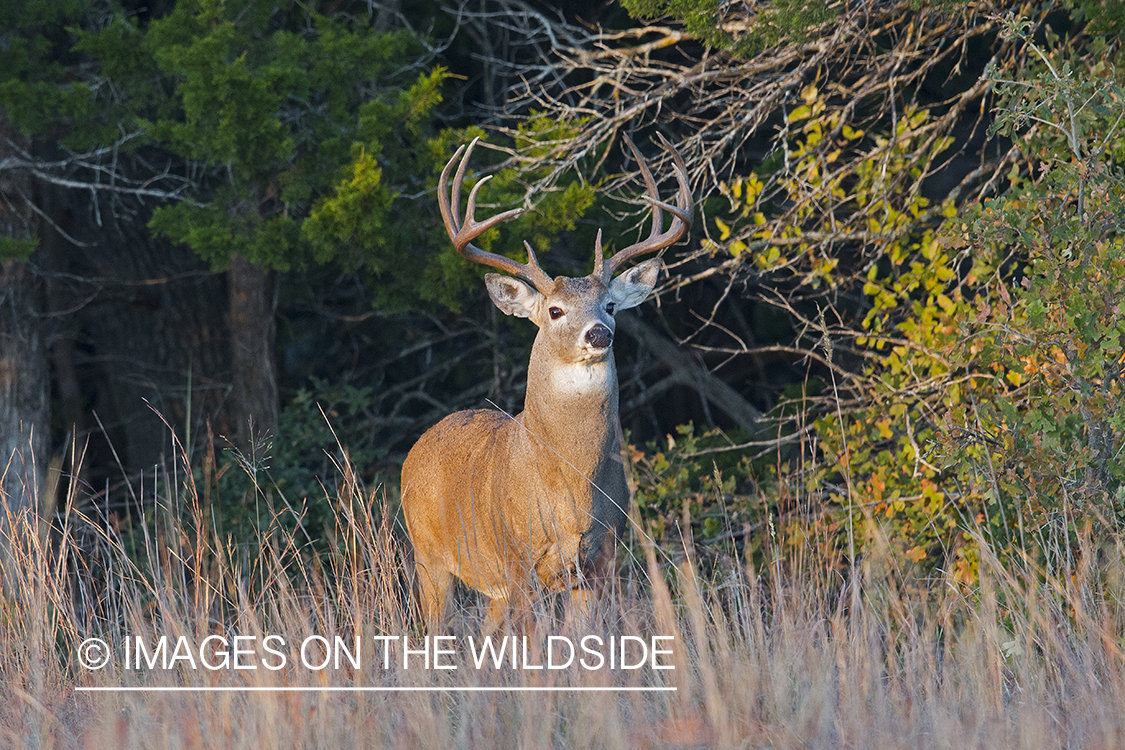 White-tailed buck in field.