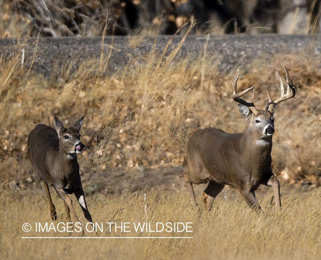 White-tailed buck chasing doe.