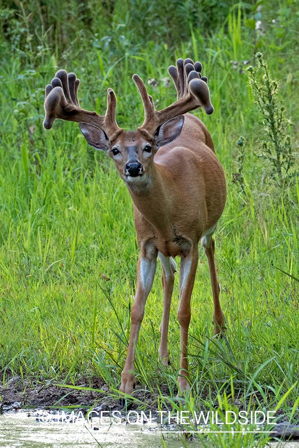 White-tailed buck in field.