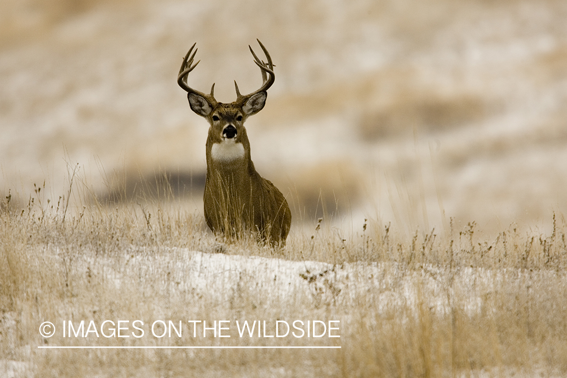 White-tailed deer in habitat