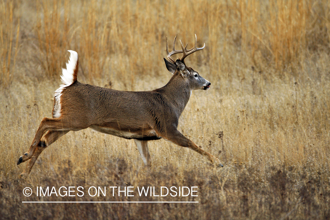 White-tailed deer in habitat