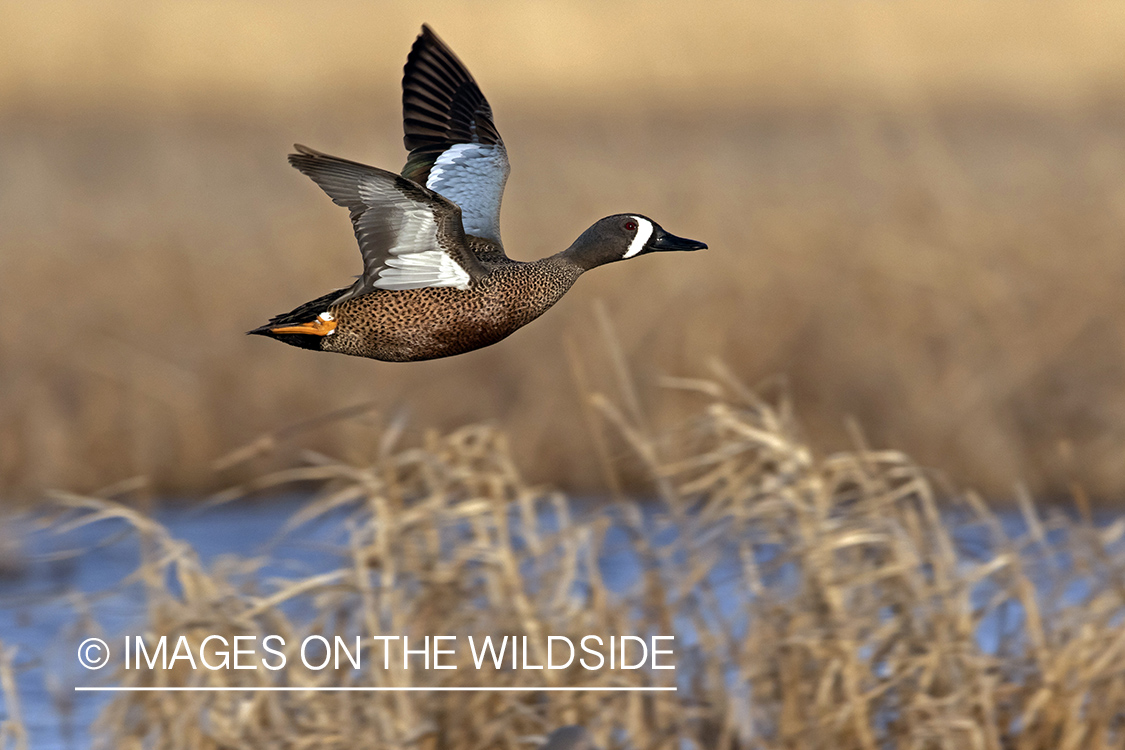 Blue-winged Teal in flight.