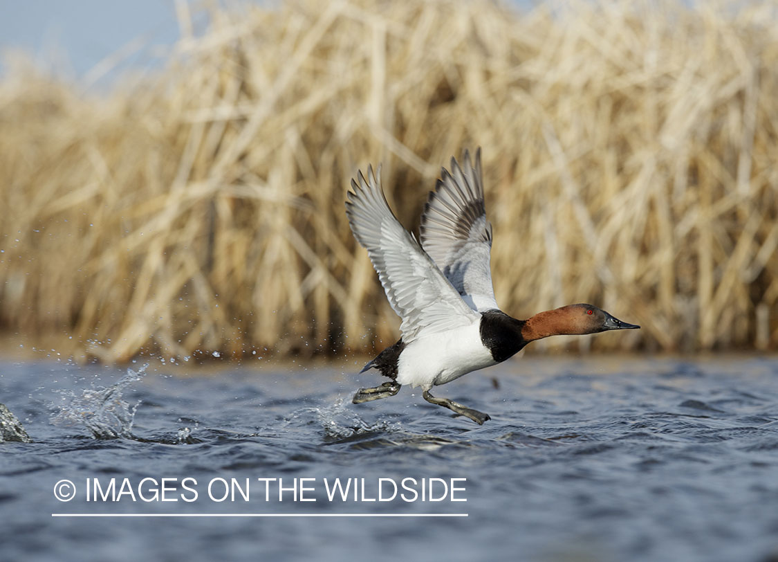 Canvasback duck taking flight.