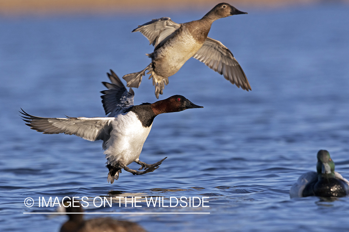 Canvasback drake and hen in flight.