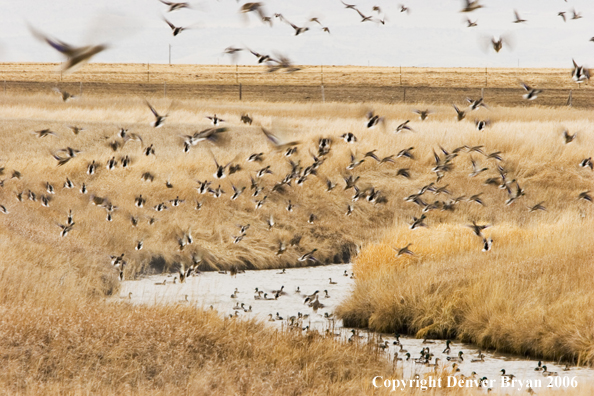 Flock of mallards in flight.