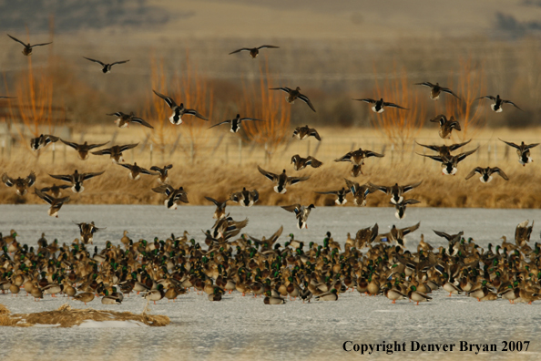 Mallard flock