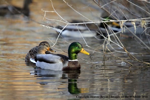 Mallard drake and hen on water