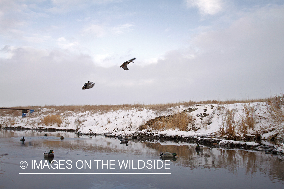 Mallards landing in decoys.