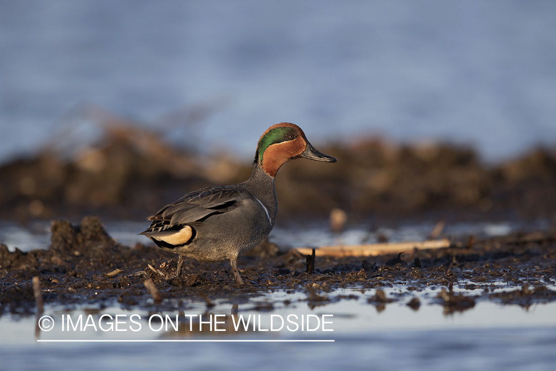 Green-winged Teal on pond.