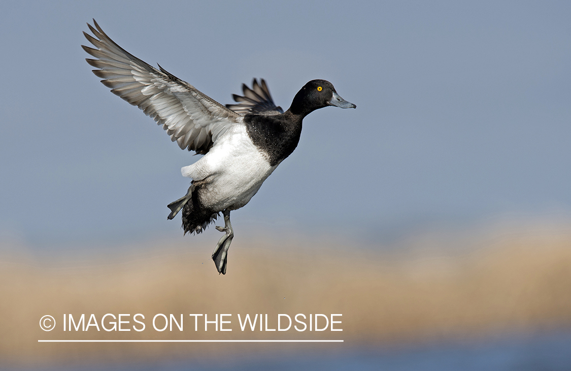 Lesser Scaup in flight.