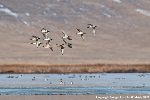 Pintail ducks in flight.