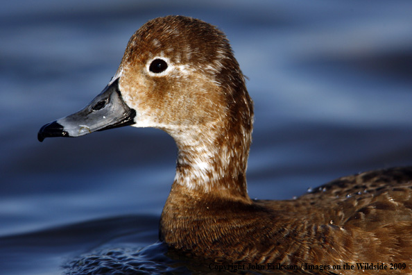 Redhead in habitat