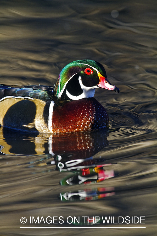 Wood Duck drake in habitat. 