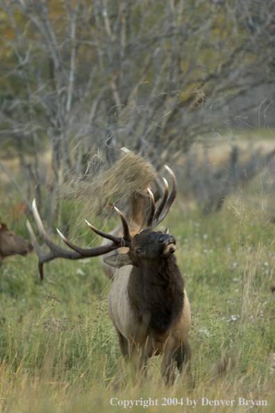 Aggressive Rocky Mountain bull elk in habitat.