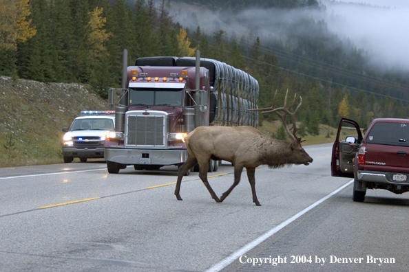 Rocky Mountain bull elk crossing road.