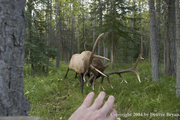 Rocky Mountain bull elk charging aggressively through forest.