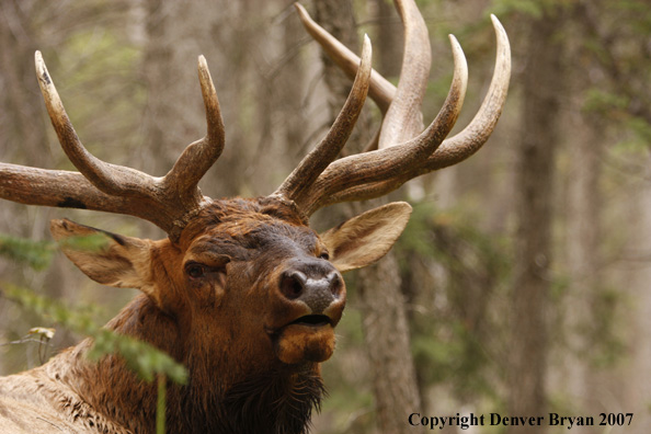 Rocky Mountain Elk bedded down and bugling