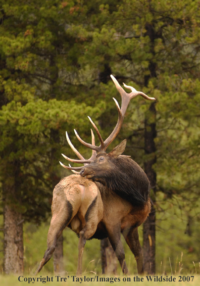 Rocky Mountain Elk in habitat