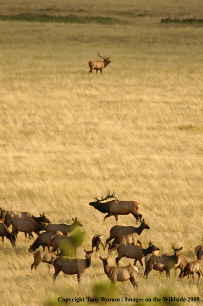 Rocky Mountain Elk in habitat