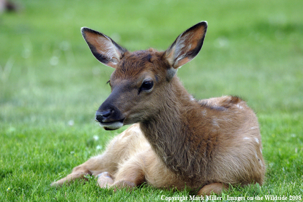 Elk Calf