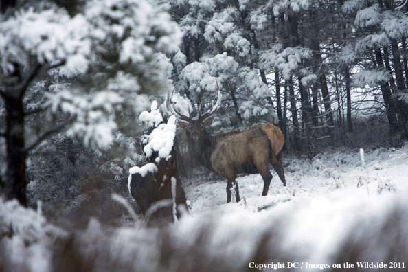 Bull elk in winter. 