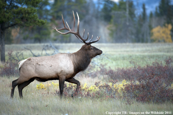 Rocky Mountain bull elk in habitat. 