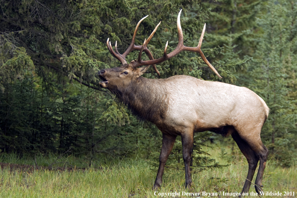 Rocky Mountain Bull Elk bugling. 