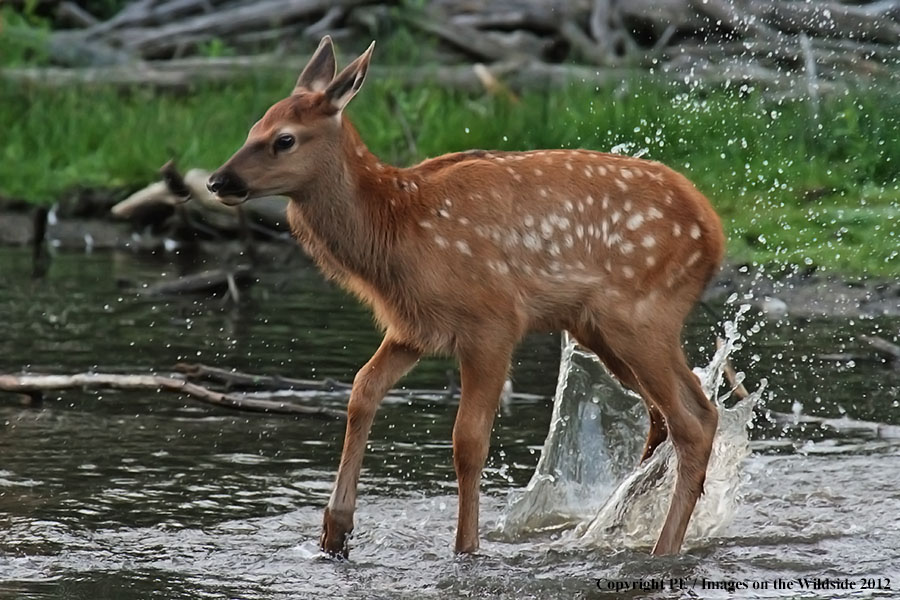 Elk calf in habitat.