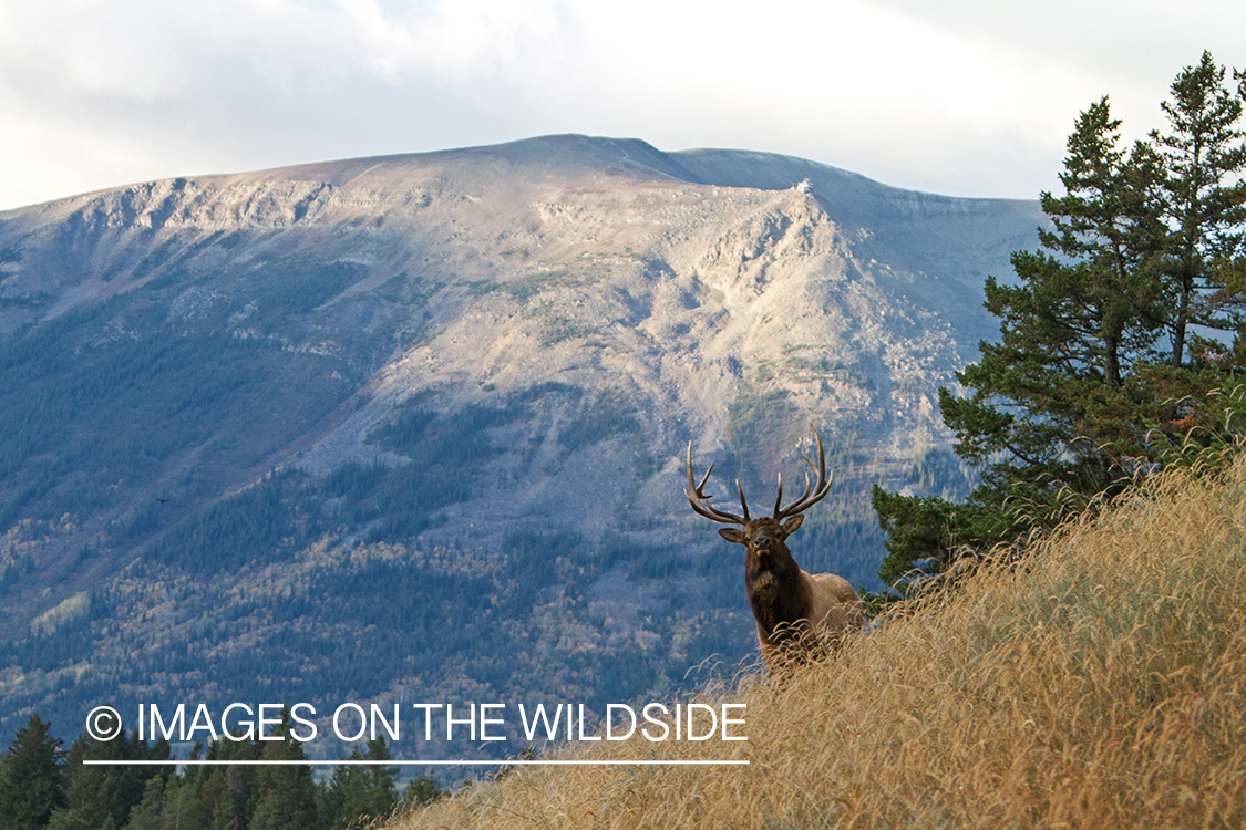 Rocky Mountain Bull Elk in habitat.