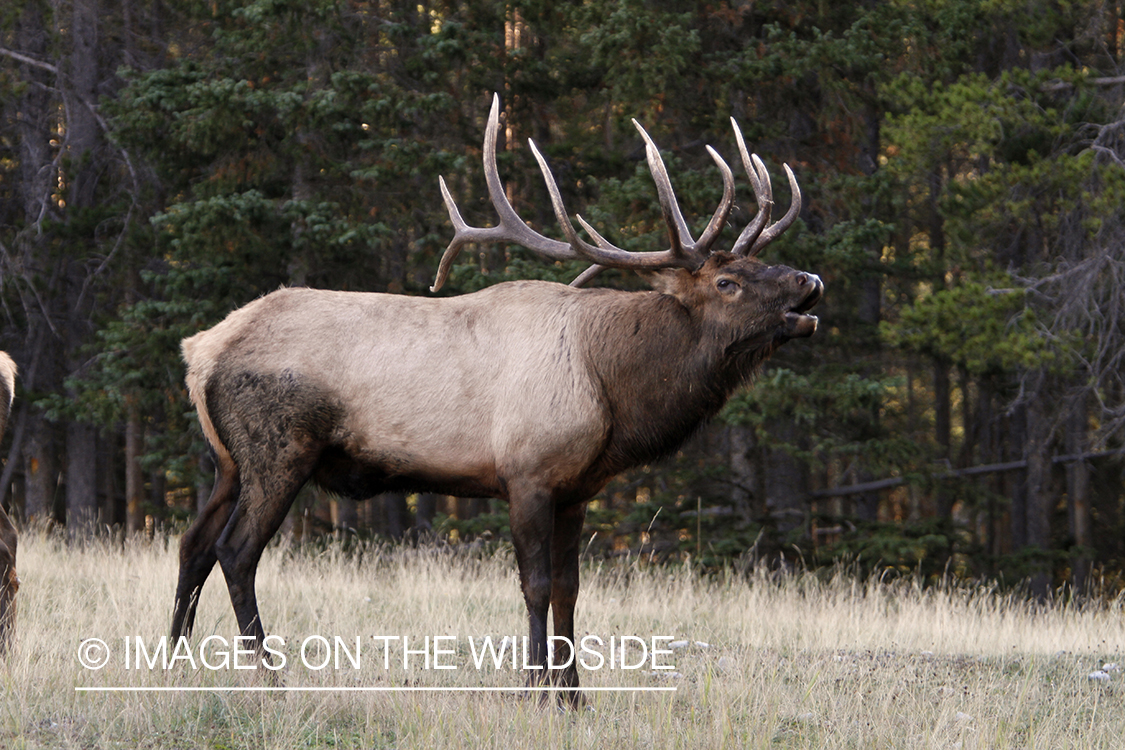 Rocky Mountain Bull Elk bugling in habitat.