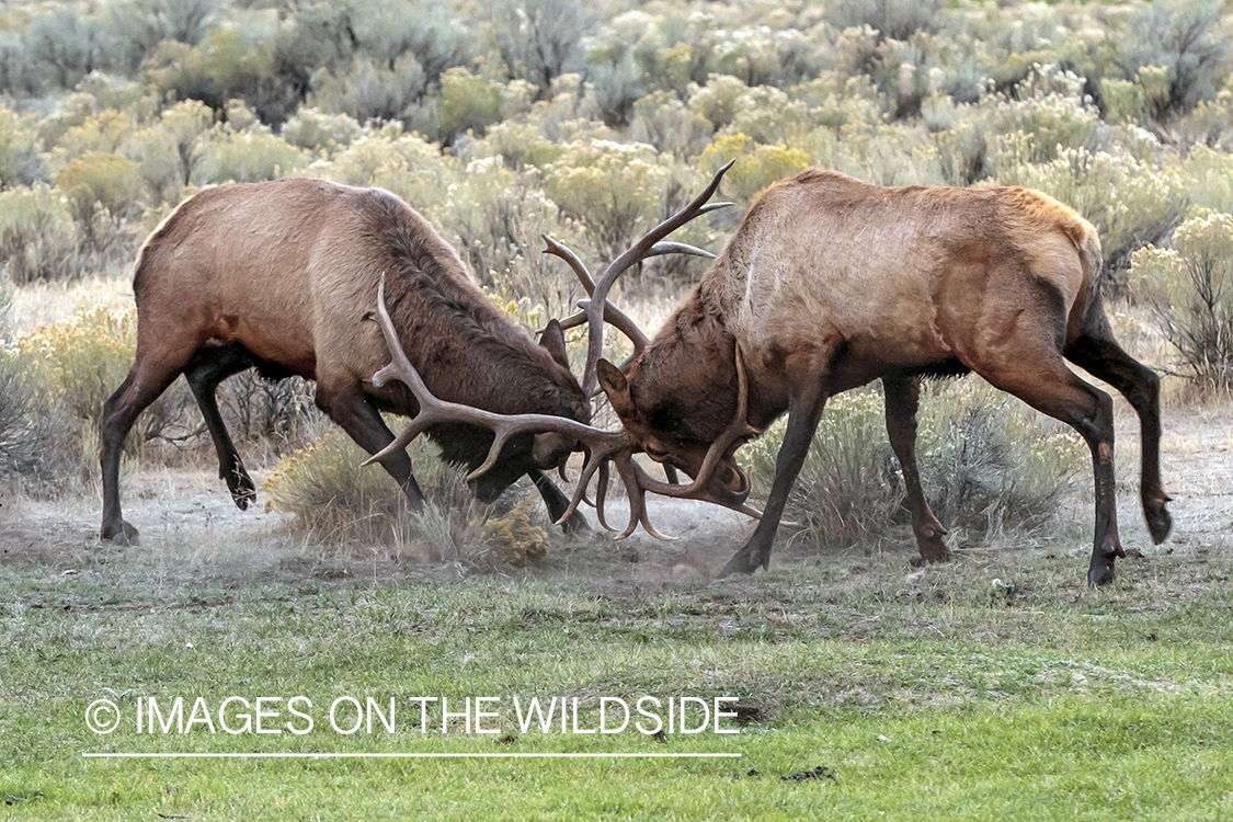 Rocky Mountain Bull Elk fighting in habitat.