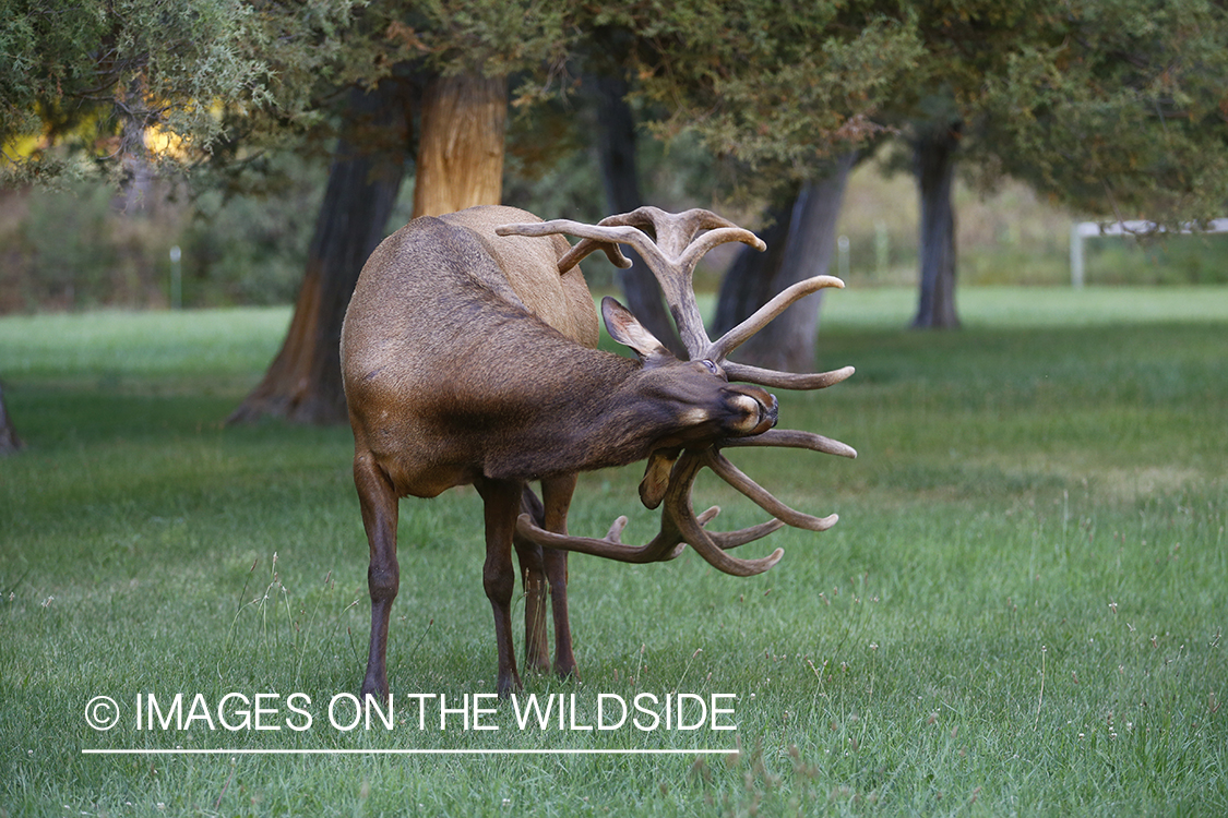 Bull elk in velvet scratching itself with antlers.